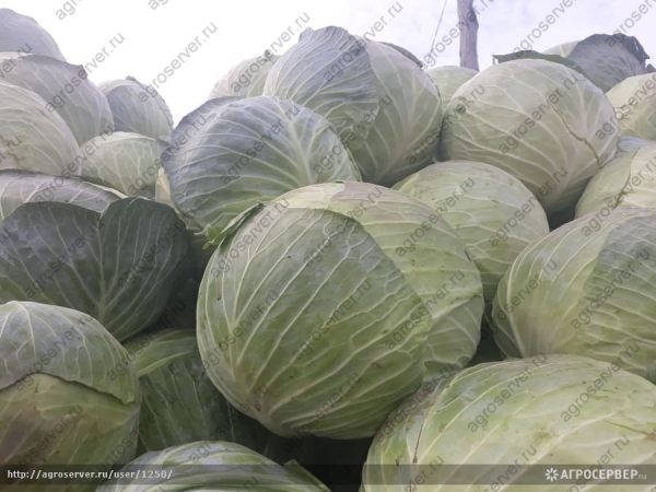 ������������ �������