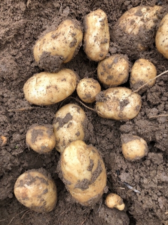 ������������ �������� � ����������������� ���������